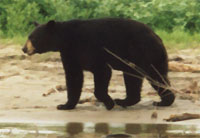 Alexander Creek : teddy bear
